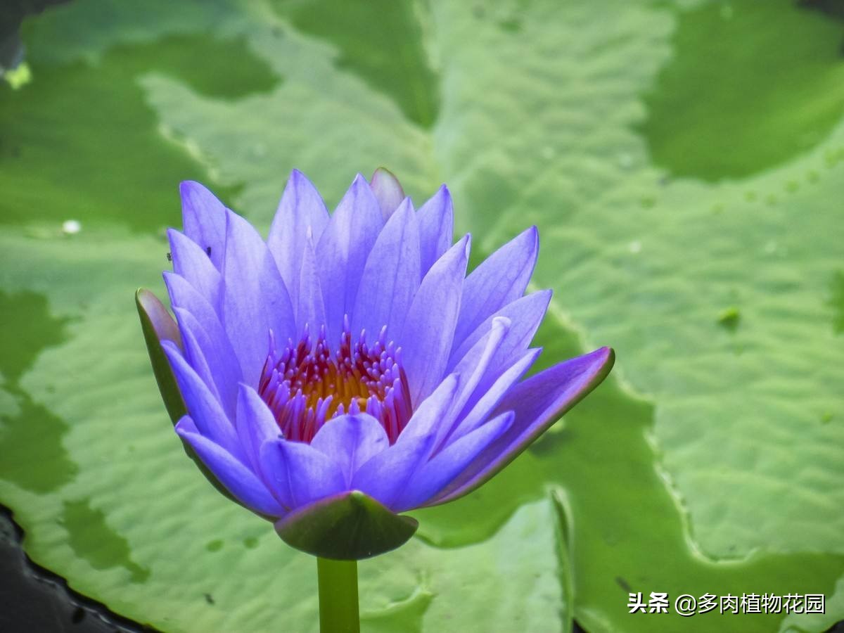 睡莲光长叶子不开花是什么原因,睡莲光长叶不开花是什么原因