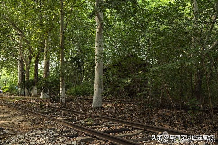 济南一颗梧桐树,济南的法国梧桐