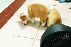 刨土刨水刨坑刨沙发，对于一只寂寞的狗子而言，万物皆可刨