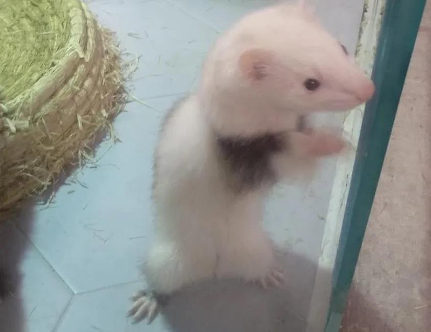 养貂是一种什么样的体验,养宠物貂违法吗