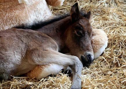 独眼聋哑女人生下两个女儿,母马生下双胞胎