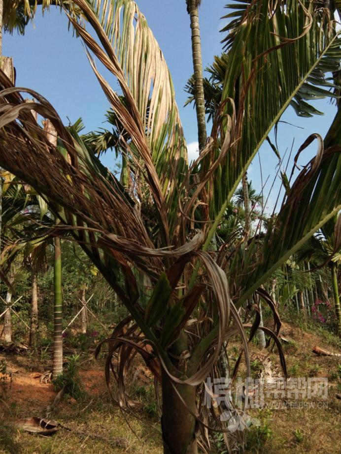 槟榔黄叶有虫害怎么管理,槟榔全套施肥防虫害技术