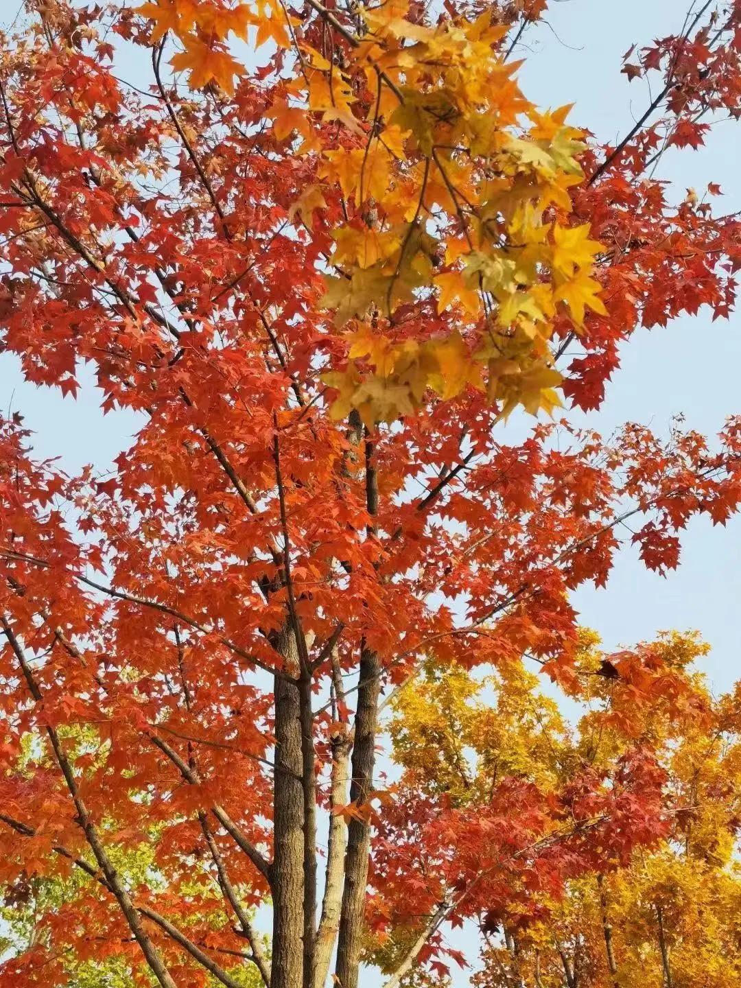 创森进行时丨立冬后，我把丰台的秋，收进了相册里