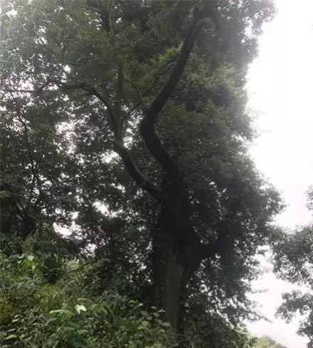 青冈树木材很硬么,青冈是什么材质