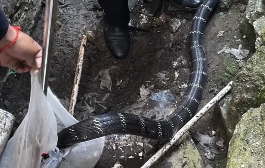 3米长眼镜王蛇爬进农户家中,2.4米眼镜王蛇闯入村民家纳凉