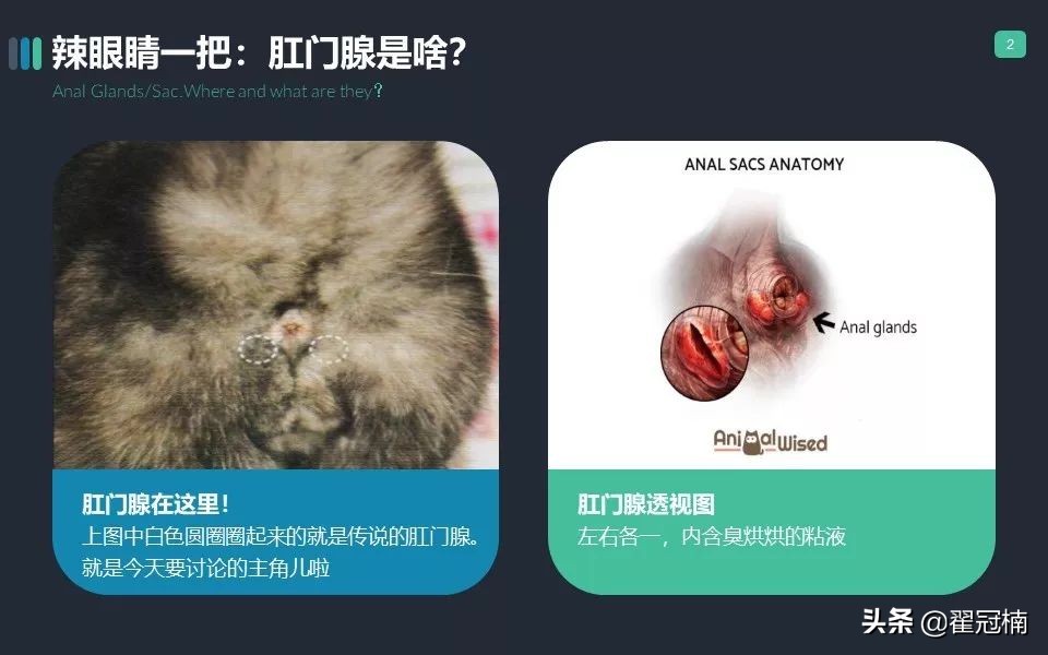 你家猫肛门腺那点事儿...挤？不挤？