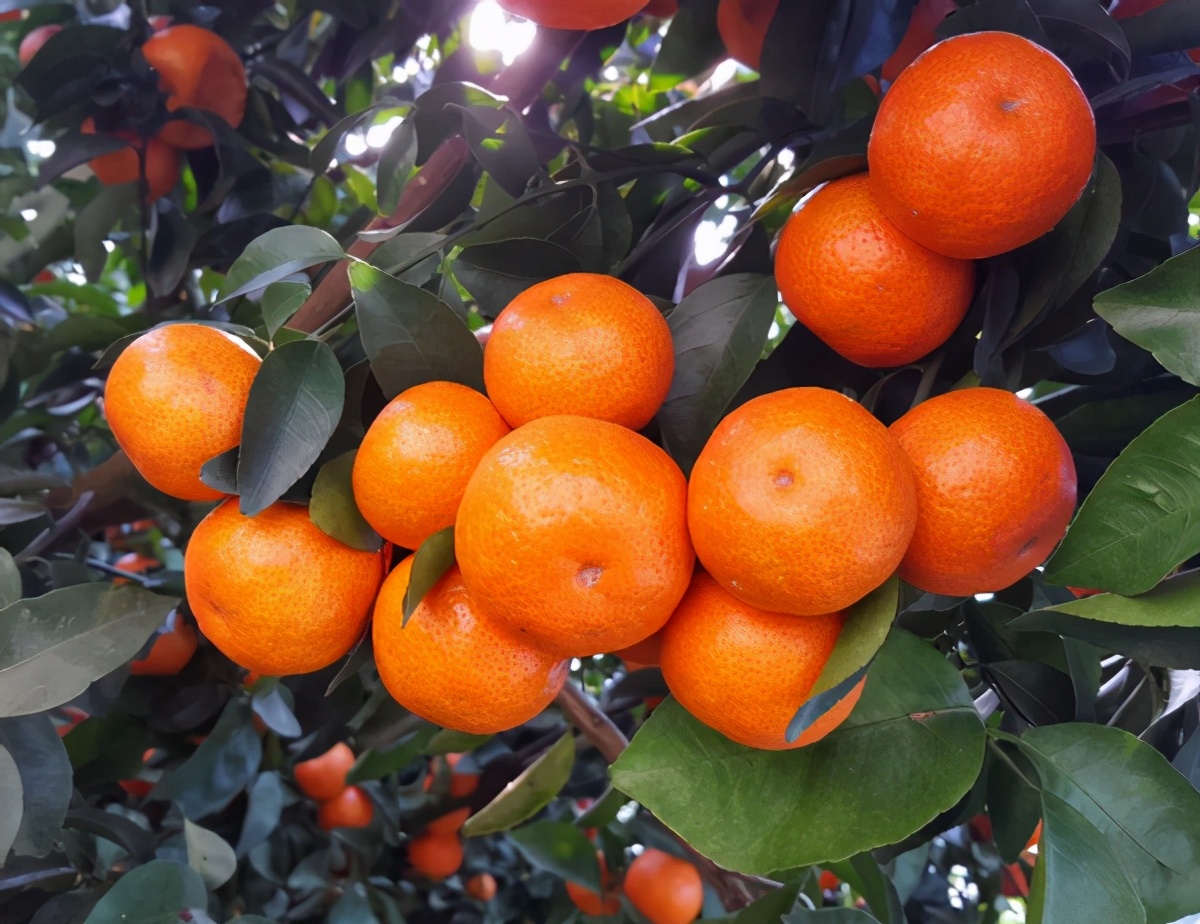 砂糖橘有假的么,砂糖橘好与坏的区别