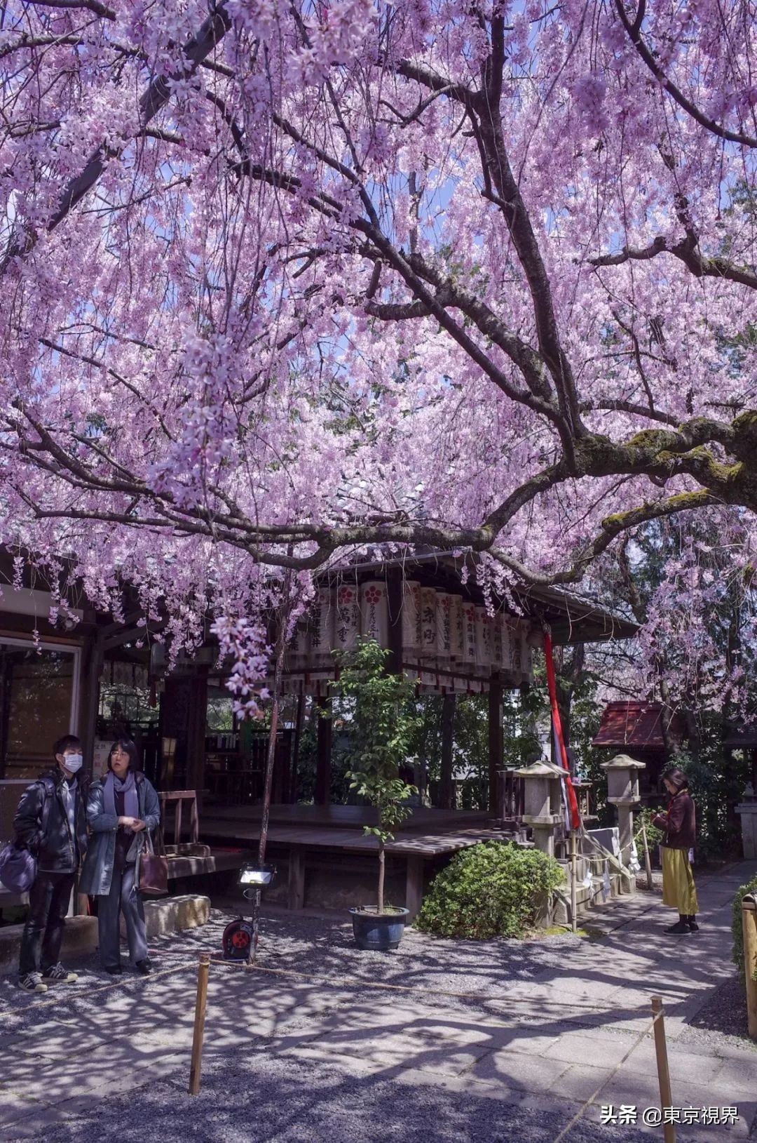 我在京都,攒下一整个春日的绝美樱色送给你。