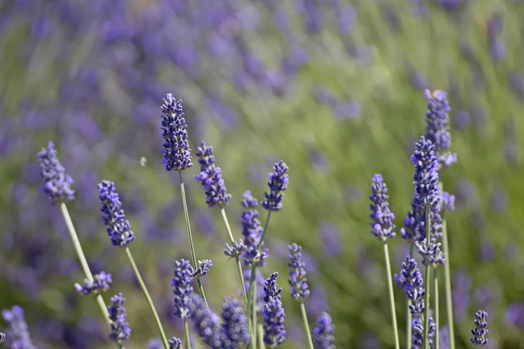 多特瑞芳香精油,多特瑞精油是什么味道