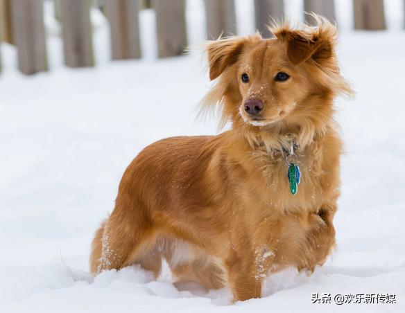 十种好养的宠物狗品种,100种可爱的狗