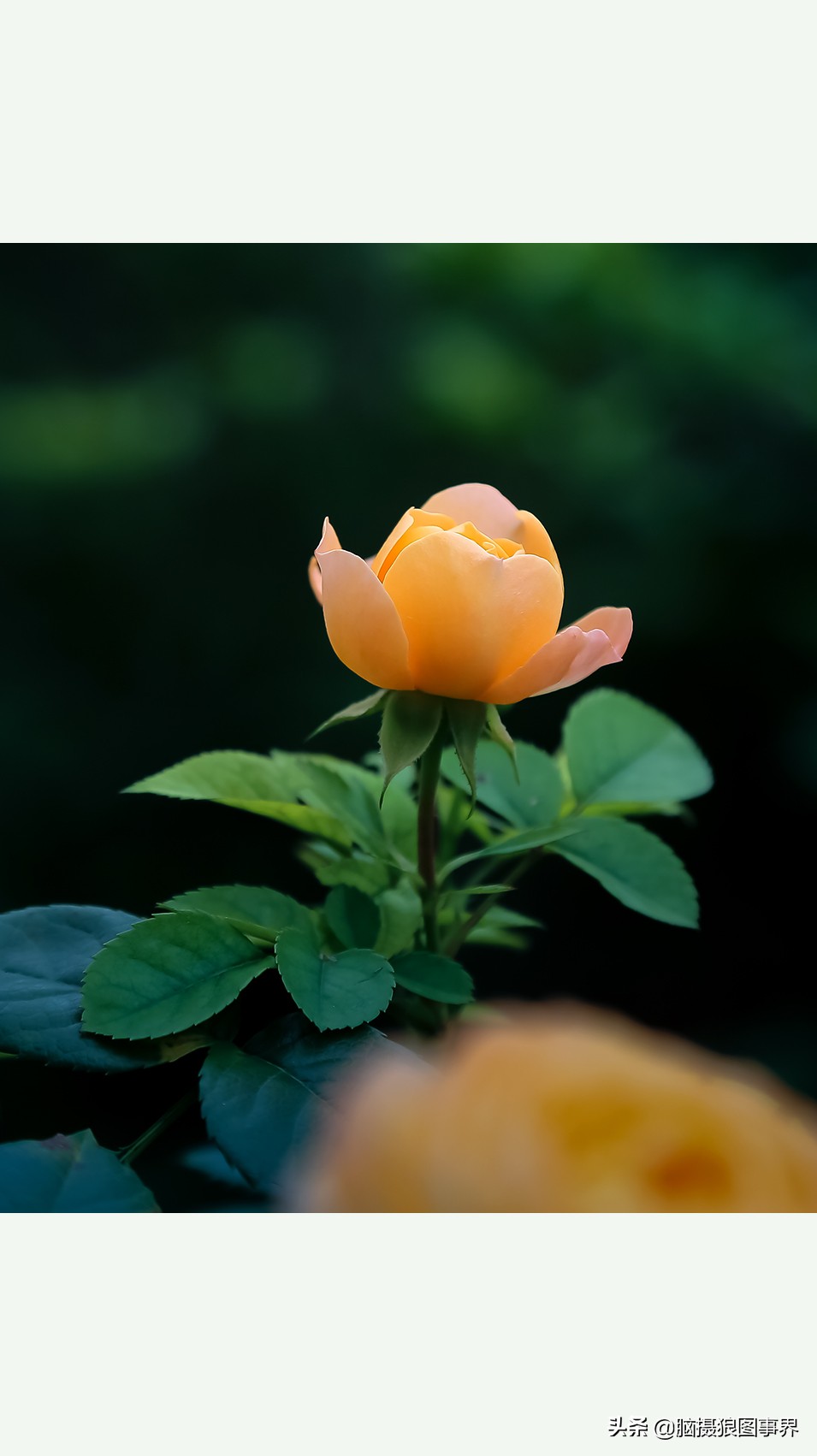 超清玫瑰花唯美图片,高清浪漫玫瑰花照片