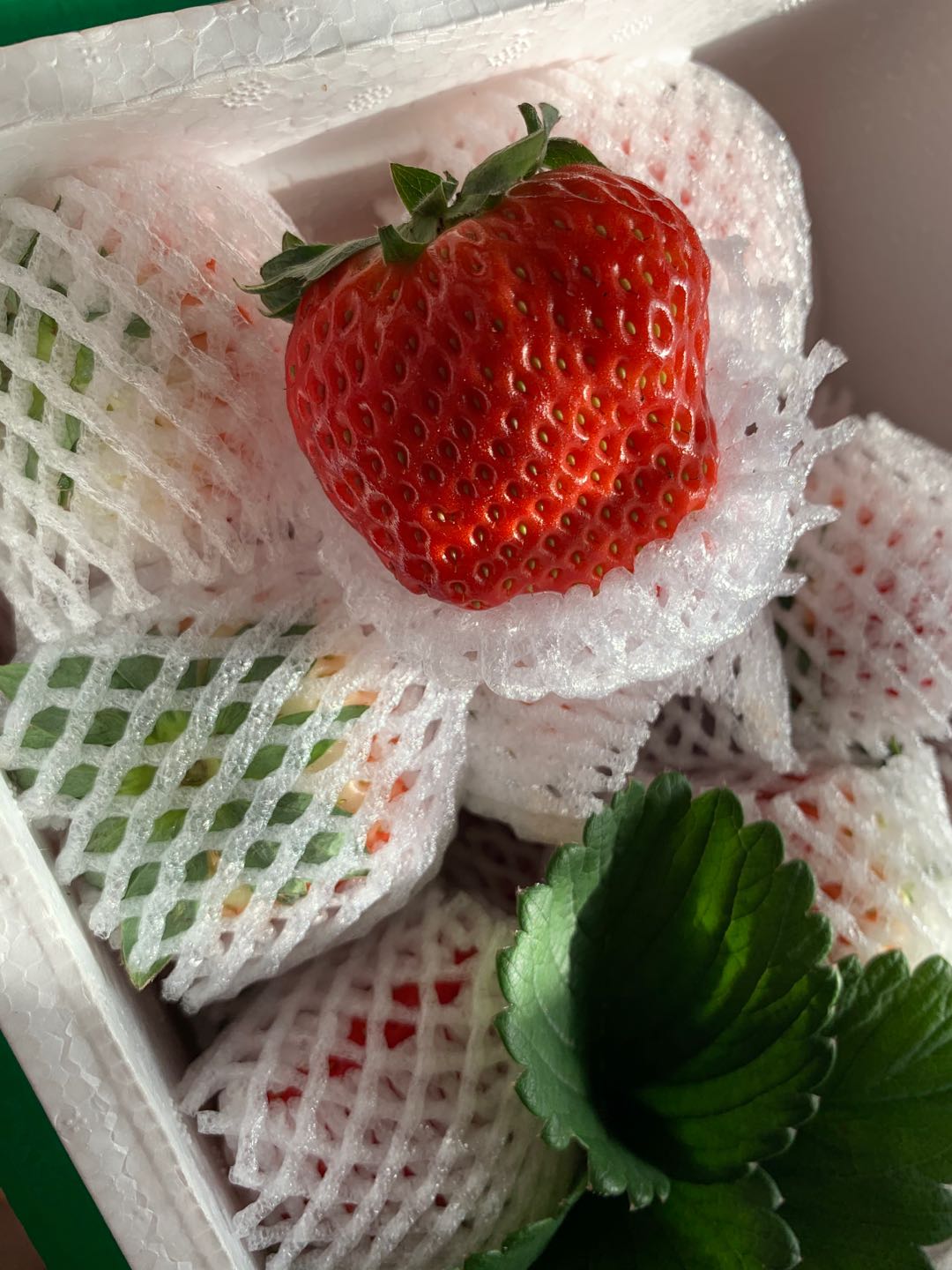 东港草莓一斤多少钱,丹东东港99草莓苗预定