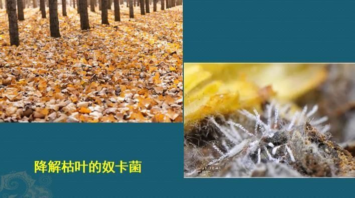 这个细菌提醒你，别买病死的鱼，它是个吃草的细菌，后来学会吃鱼