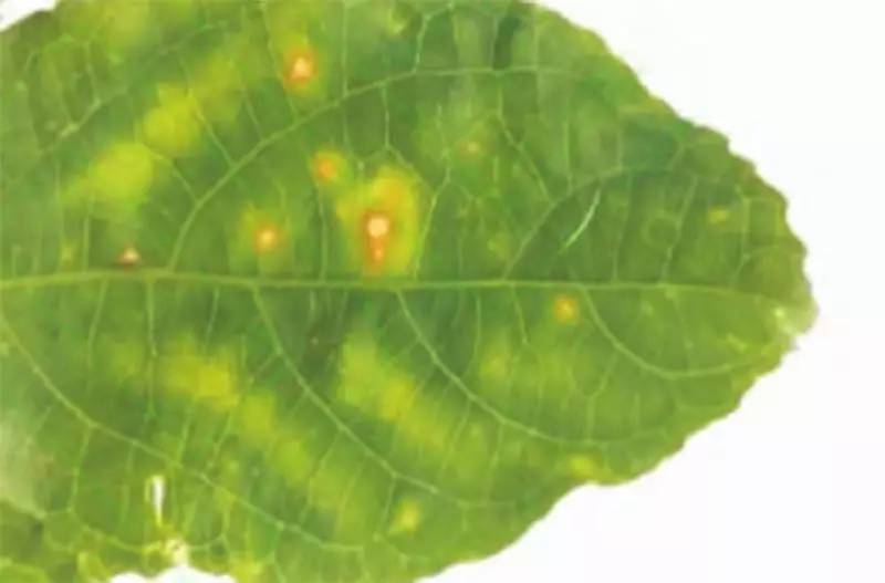 百香果黑斑病害图片,百香果下雨后病害图片视频
