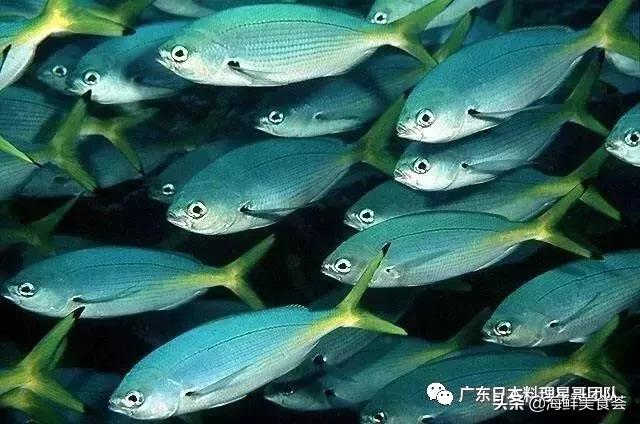 这5种淡水鱼值得多吃,中国最好吃的鱼类排行榜