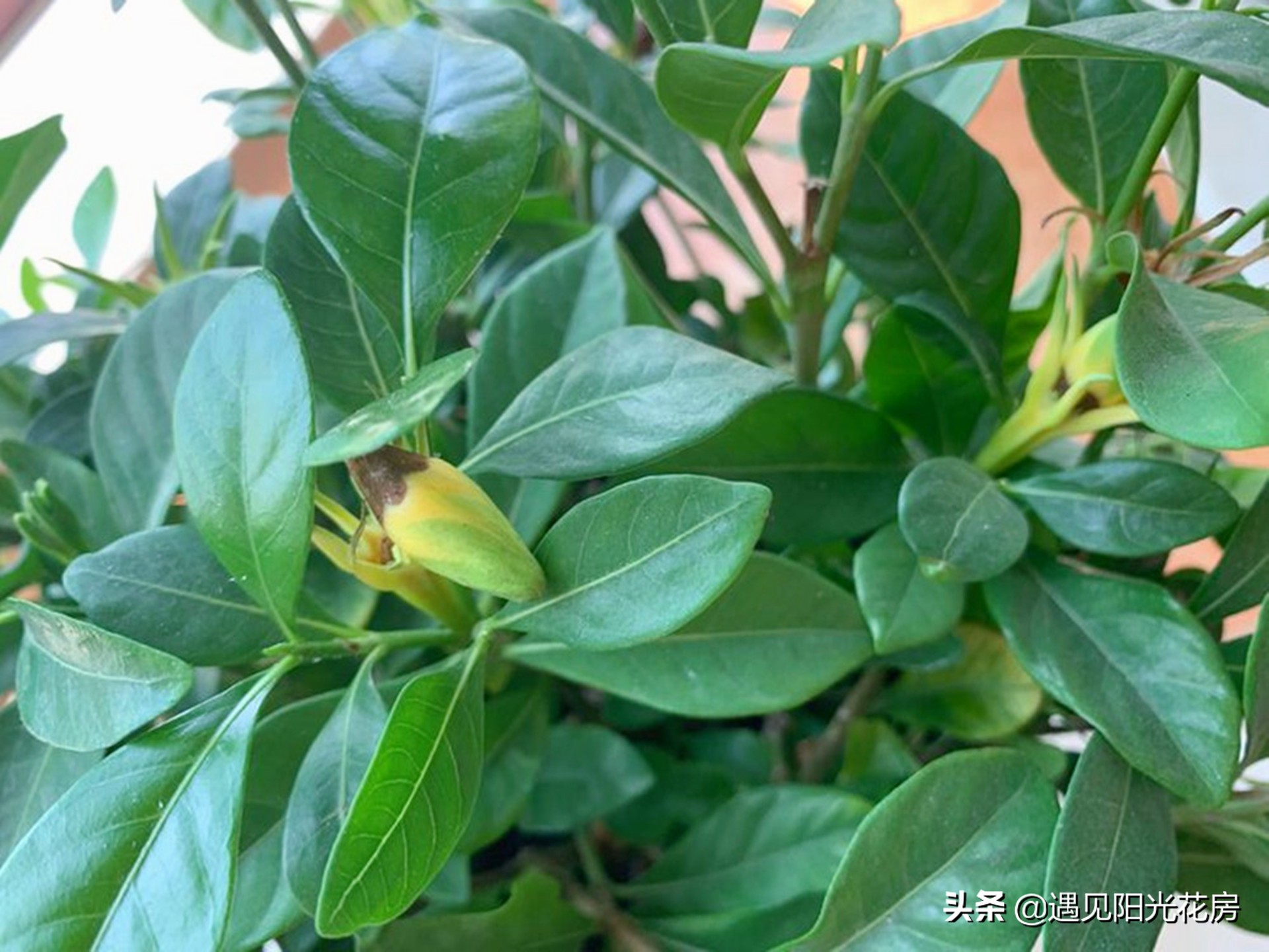 栀子花各种黄叶原因及图解,栀子花黄叶的处理方法讲解