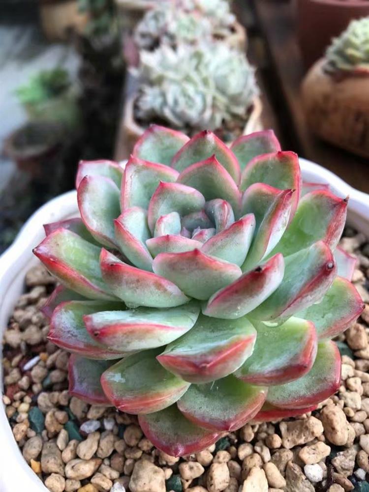 多肉长出侧芽怎么处理图解,多肉长侧芽怎么处理