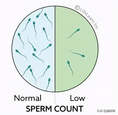 喵星人会得什么病,有什么方法能让猫咪不孕不育