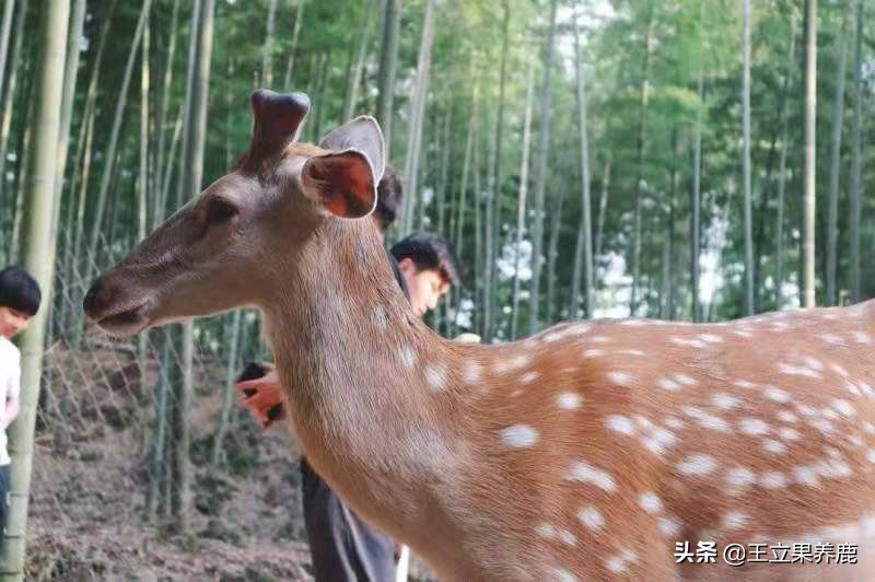养殖梅花鹿的前景,养殖梅花鹿30头多少成本多少利润