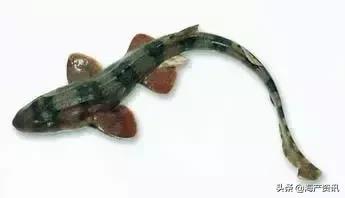 海洋科普世界上都有什么鱼,十种受欢迎的海鲜鱼类