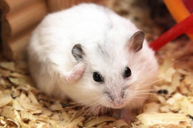 怎么防止仓鼠吃鼠宝宝,公仓鼠把母鼠宝宝吃了怎么办