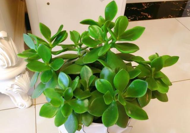 玉树土培转水培,玉树水培生根最佳方法