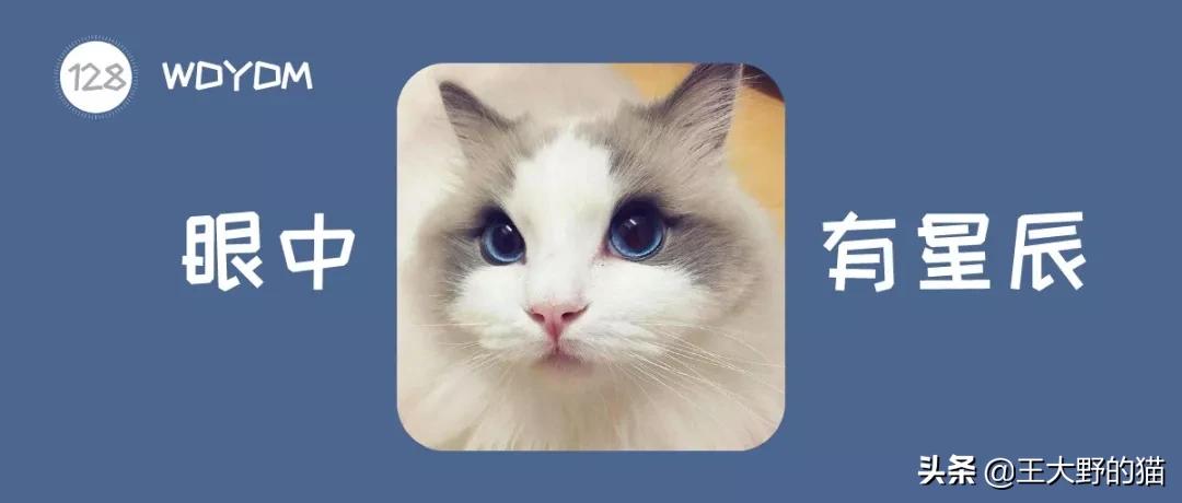 猫是不是远视,猫的眼睛为什么能夜视