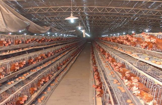 冬季养鸡注意事项,冬季养鸡的十大禁忌