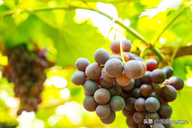 河北葡萄县，名气没*疆新**吐鲁番大，村民自称中国30%干红酒出自这