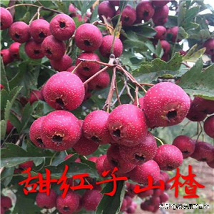 甜红子山楂新泰刘杜镇新品种甜红子山楂还是一棵有故事的山楂树