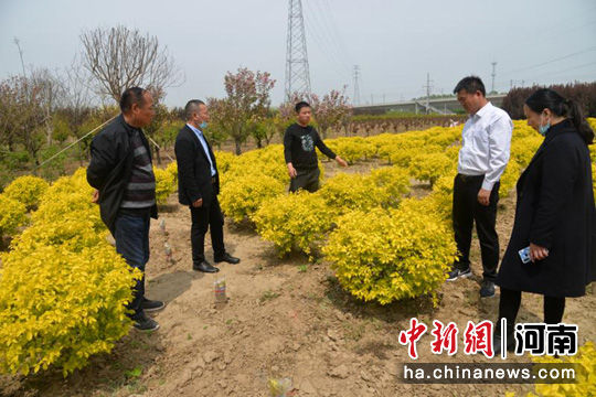 鄢陵农商银行放贷,小额农贷为鄢陵花农致富插上翅膀