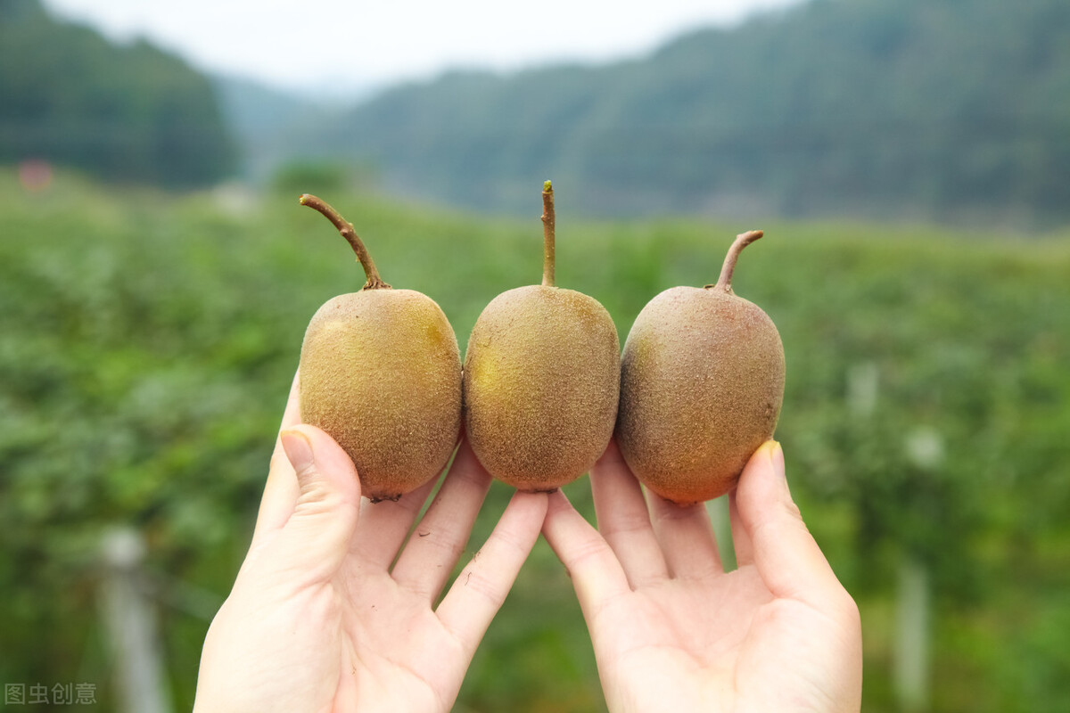 猕猴桃选购技巧,买猕猴桃香蕉苹果