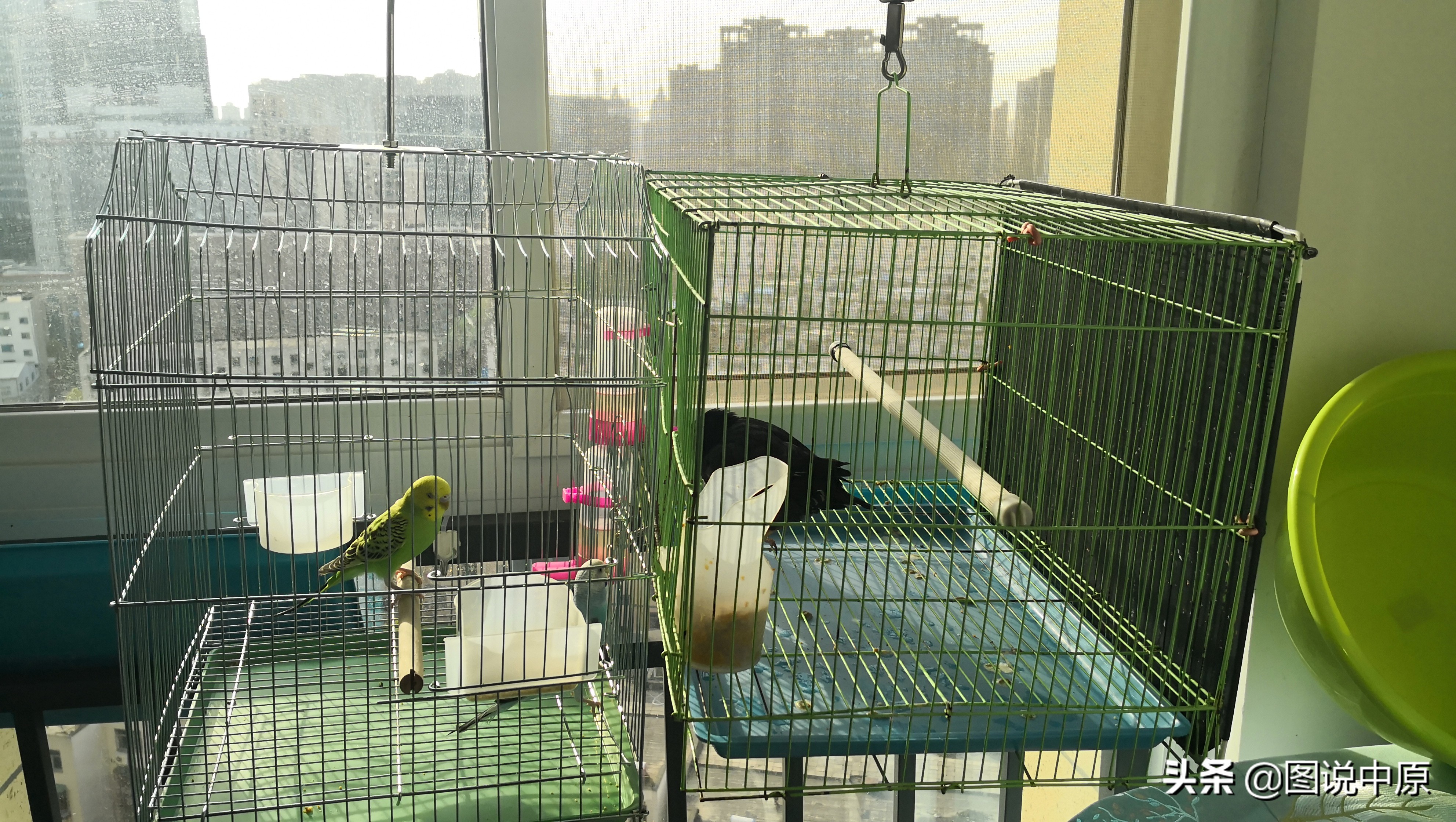 它会说话作文500字,它会说话