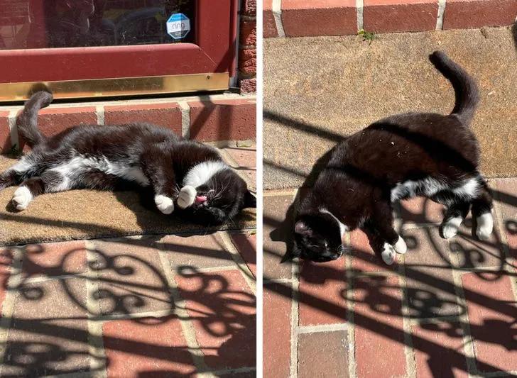 与陌生的猫接触,两只不认识的猫咪相遇会发生什么