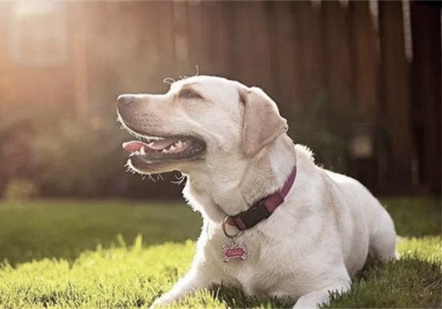 狗狗中暑导致内脏受损怎么办,狗狗中暑已经在医院输液能救活吗