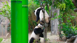 厦门灵玲动物王国大熊猫,厦门马戏团灵玲动物王国观光游览