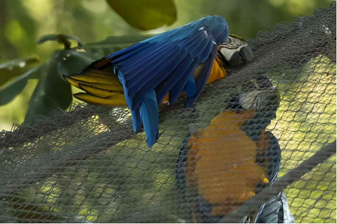 巴西为20岁的野生鹦鹉寻伴侣，巴西仅剩一只，已在灭绝边缘徘徊