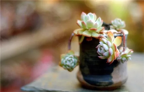 多肉老桩速成法，根本用不了三五年！美的大开眼界