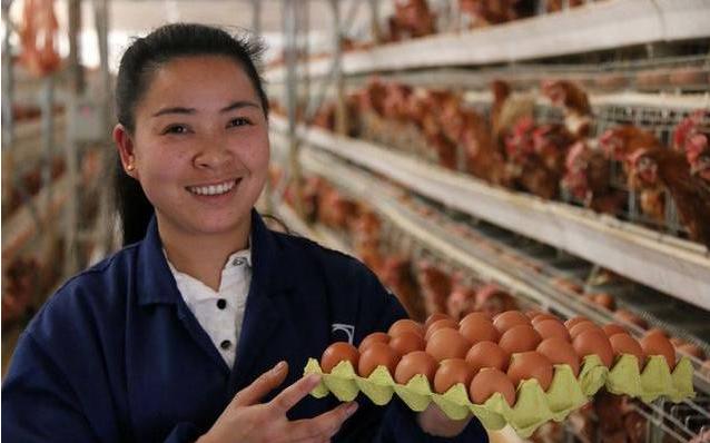 冬季养鸡注意事项,冬季养鸡的十大禁忌