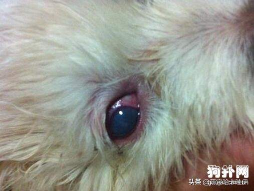 比熊犬有泪痕了怎么办,比熊犬出现泪痕该怎么办