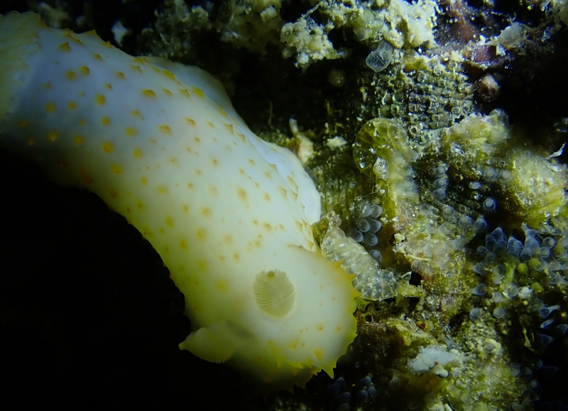 珠海海兔，它们在万山岛活得不错，明年再探望它们
