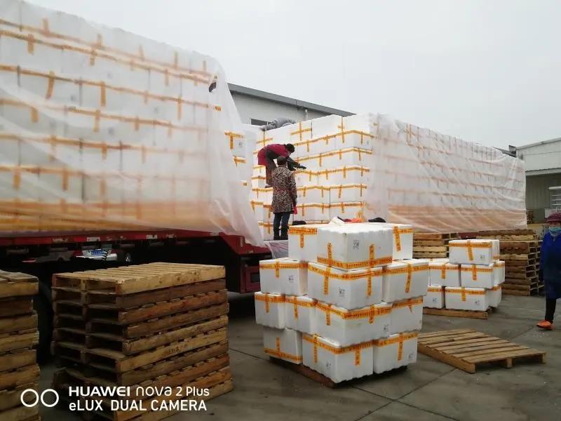 【战疫行动】黄州人，你下单代购的蔬果都是从哪里、怎么来的？——保供“战场”系列报道（四）