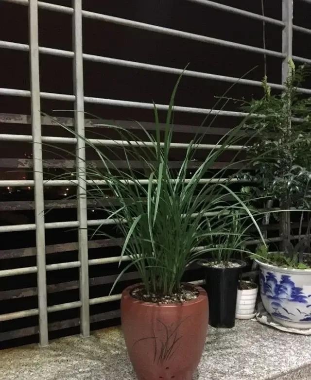 长寿梅蕙兰怎么种植,蕙兰老八种兰花哪一种最好