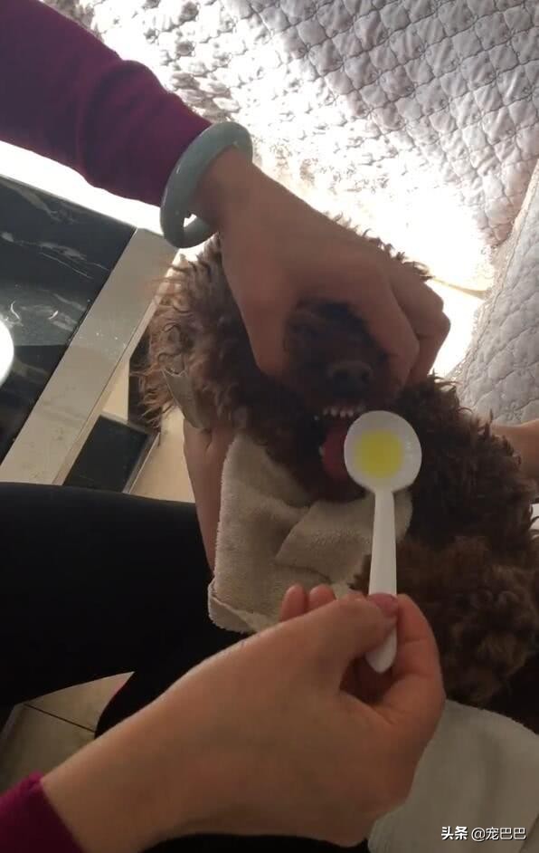 泰迪生病了不吃不喝怎么办,泰迪生病不吃东西只喝水