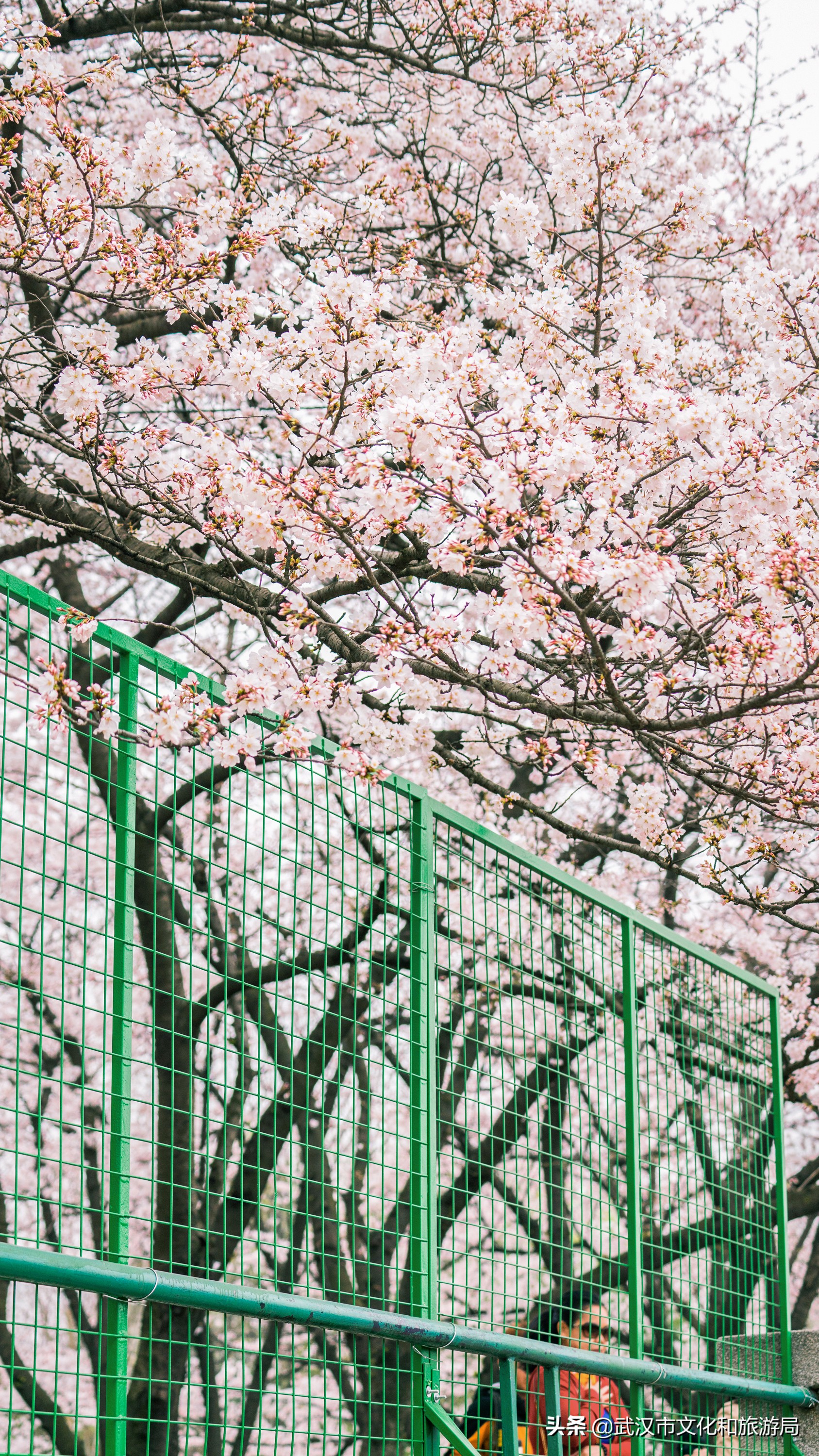 武汉东湖樱花门票,武汉看樱花的景点