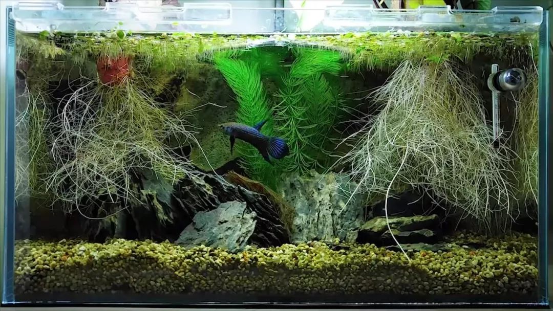 我穷到连最简单的过滤器都买不起，干脆就开了个三无草缸！