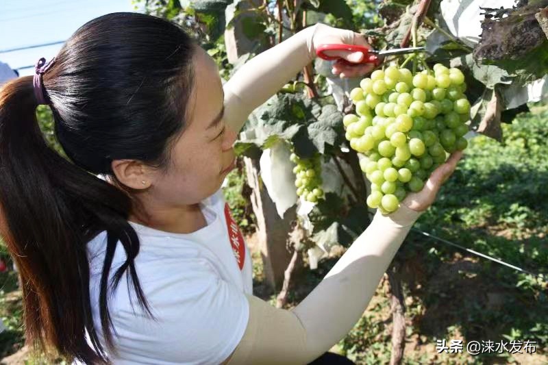 鐖卞績鍔╁啘鑻规灉鏂伴矞閲囨憳,鐖卞績浼佷笟鍔╅攢钁¤悇