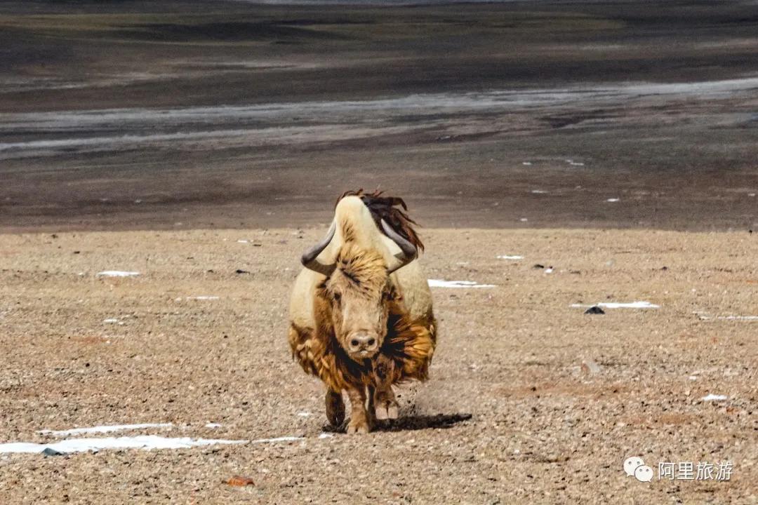 羌塘深处,隐藏在深山里的桃花源