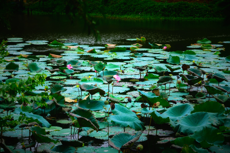 云浮南山森林公园锦鸡,云浮南山森林公园航拍