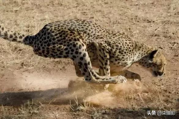 各种对焦模式的适用范围,聚焦区域和自动对焦模式的选择